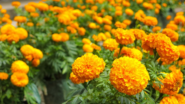 Orange African marigold flowers in bloom