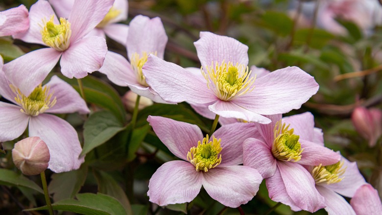 Detail of pink mountain clematis flowers growing on the vine