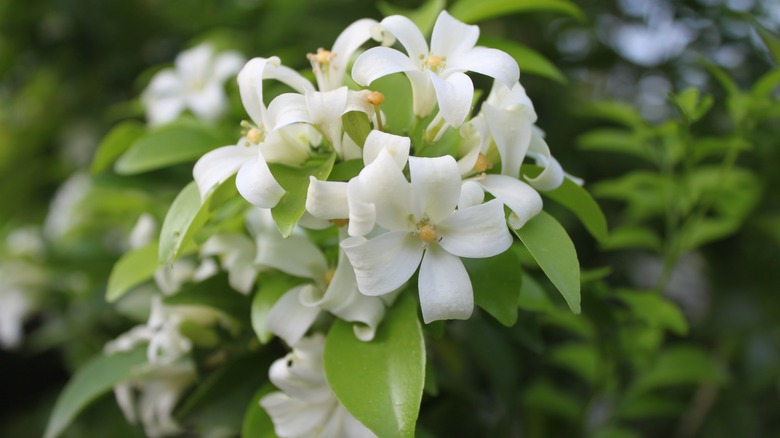 Selective focus of orange jasmine flower detail