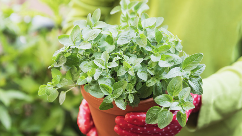 Gardener wearing red polka dot gloves holding a lush green potted oregano plant