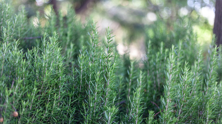 Sprigs of fresh rosemary growing upright