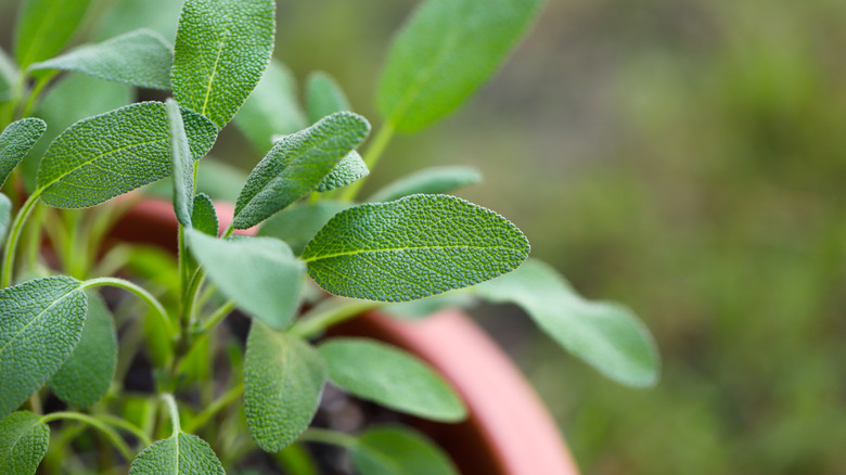 Closeup shot of potted sage plant