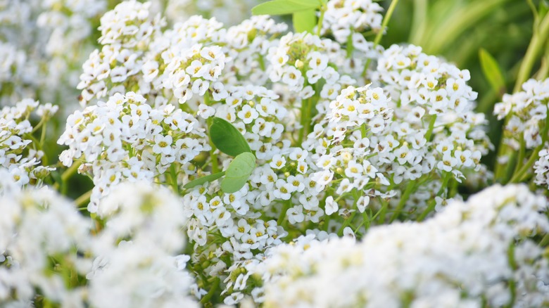 Closeup detail of white sweet alyssum blossoms