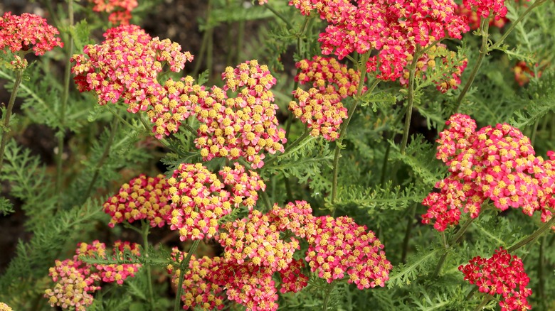 Red yarrow flowers in bloom