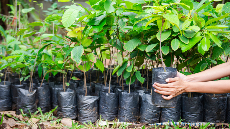 Grow bags at a nursery