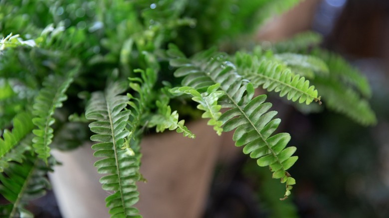 Boston Fern houseplant 