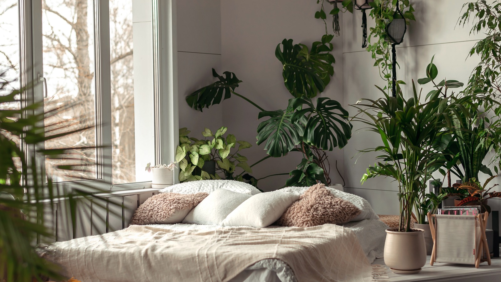 8 Houseplants That Can Help Keep Your House Mold-Free