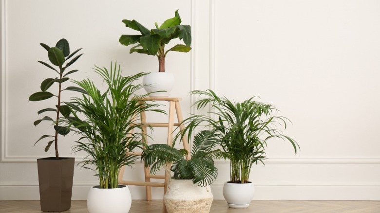 Palm varieties as houseplants 