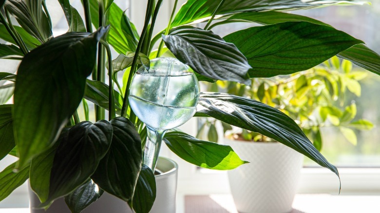 Peace Lily houseplant in window 