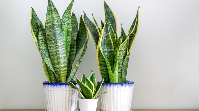 Three snake plant houseplants 