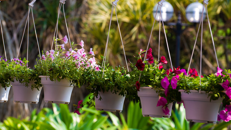 white hanging flowerpots