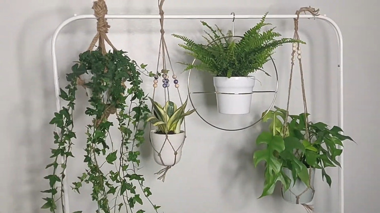 Plants hanging from clothes rack