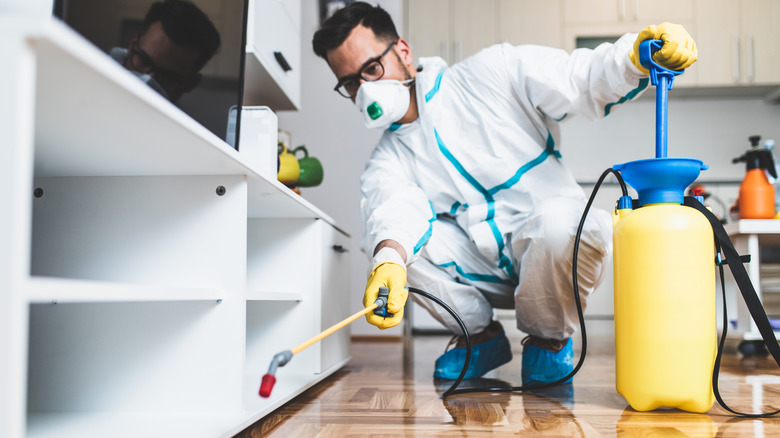 young exterminator spraying living room