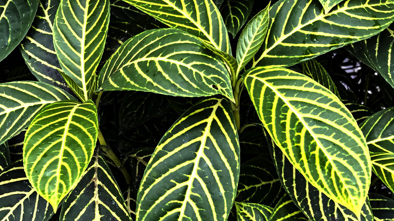 Aphelandra squarrosa leaves closeup