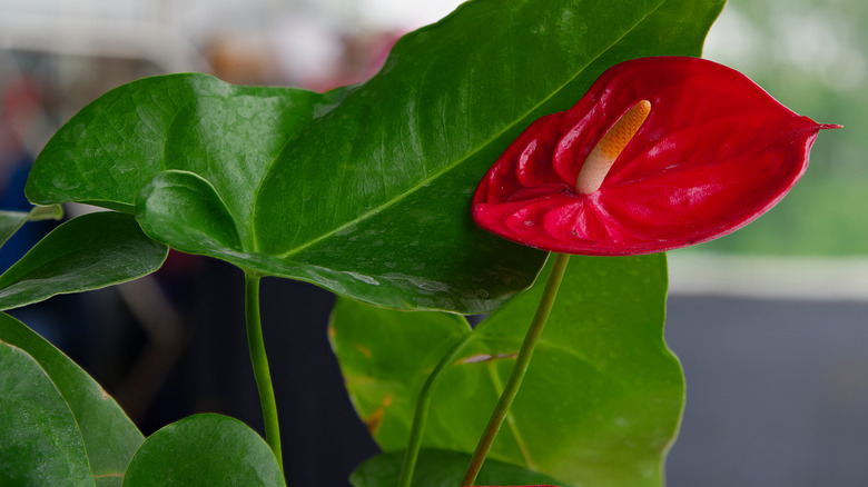 Flowering red Anthurium plant indoors