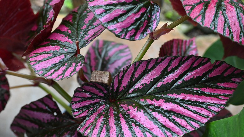 Pink begonia rex plant