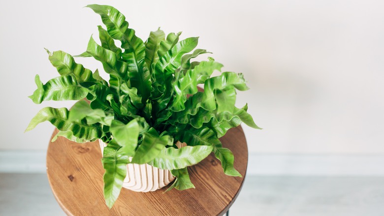 Bird's nest fern in jar