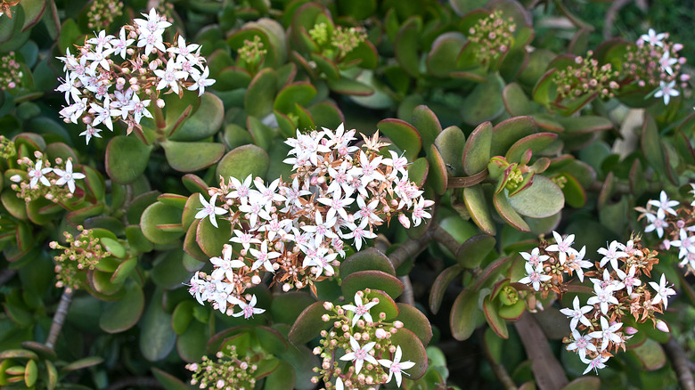 Jade plant leaves and stems