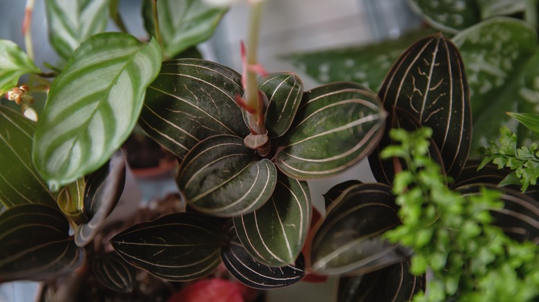 Macodes petola leaves unraveling