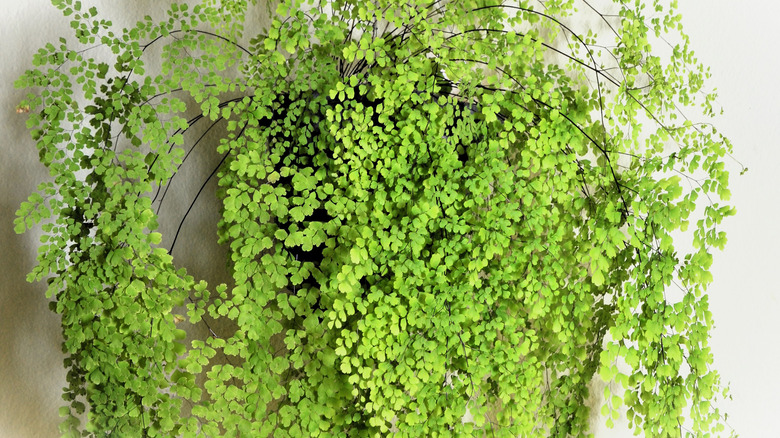 Maidenhair fern