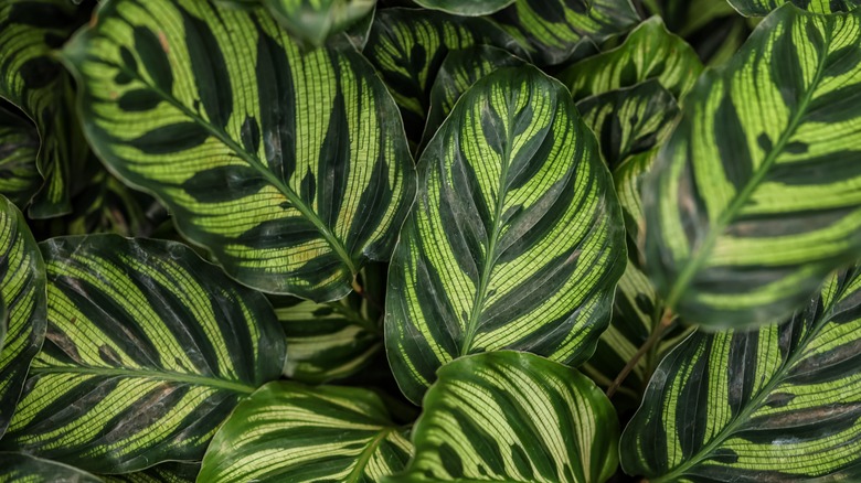 Multiple peacock plant leaves