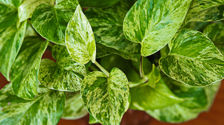 Golden pothos leaves