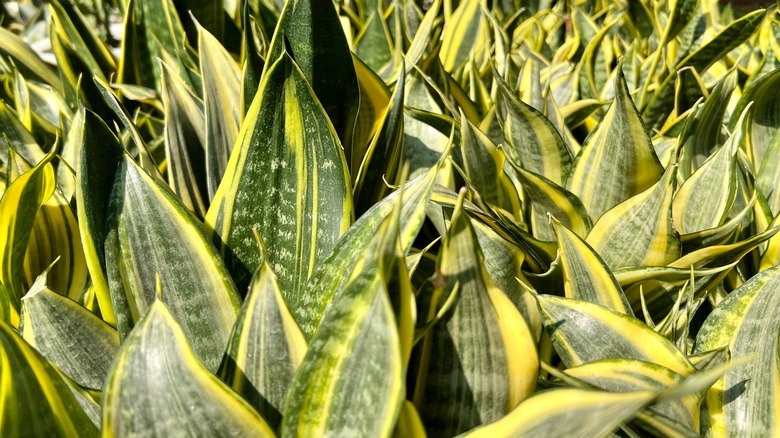 Closeup shot of multiple snake plant leaves