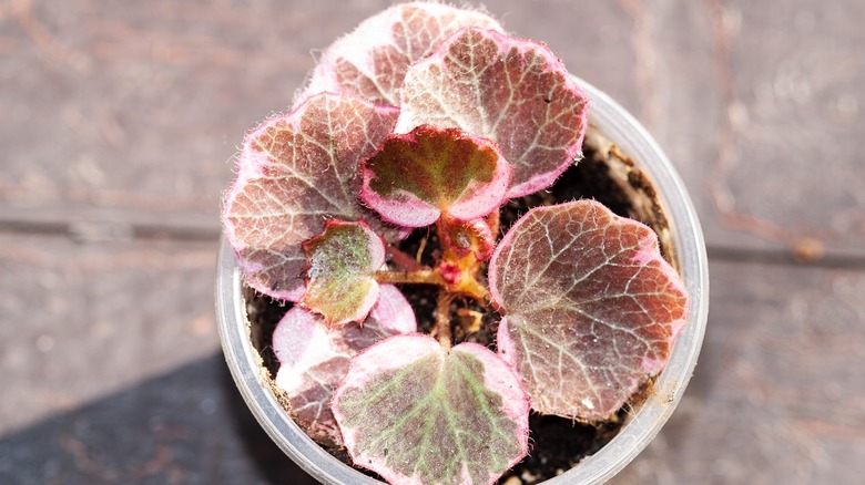 Potted strawberry geranium