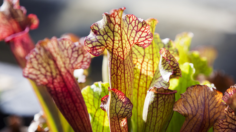 Pitcher plant in sunlight