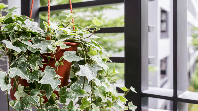 English ivy hanging in window