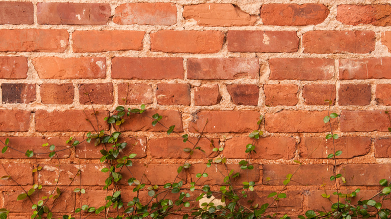 Leggy ivy growth up wall