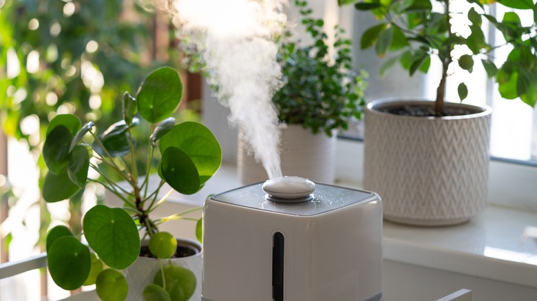 Humidifier operating near house plants