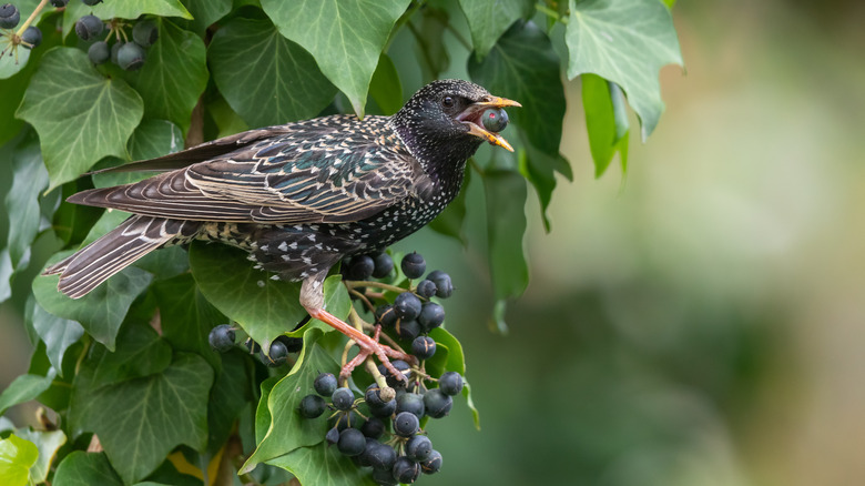 Bird eating ivy berry