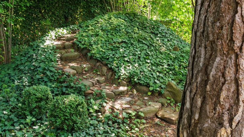 English ivy on path 