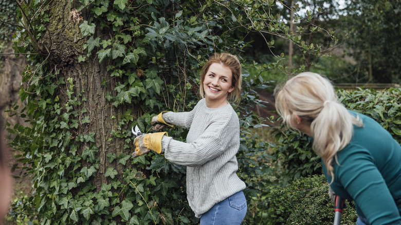 Woman trimming crawling ivy