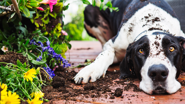 Dog lying down in garden