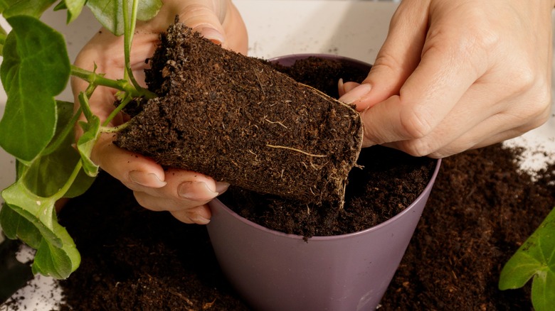 Woman changing the soil of plants