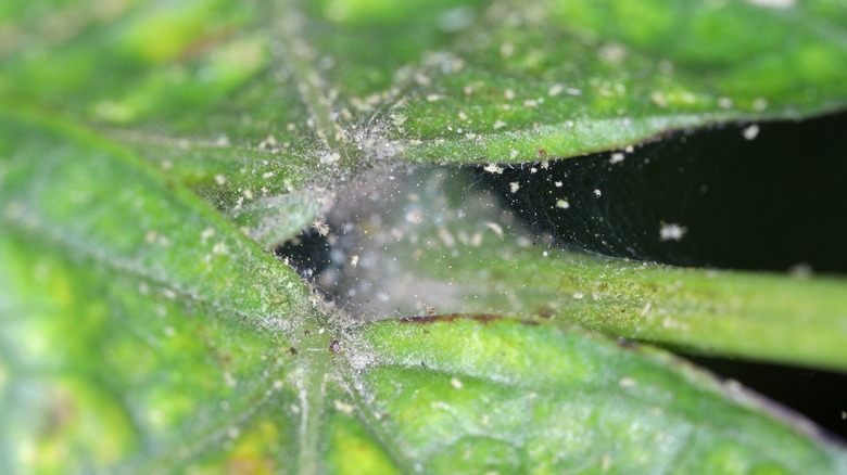 Spider mites on ivy leaf