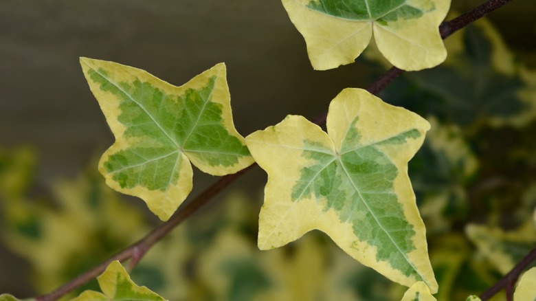 Yellow ivy leaves