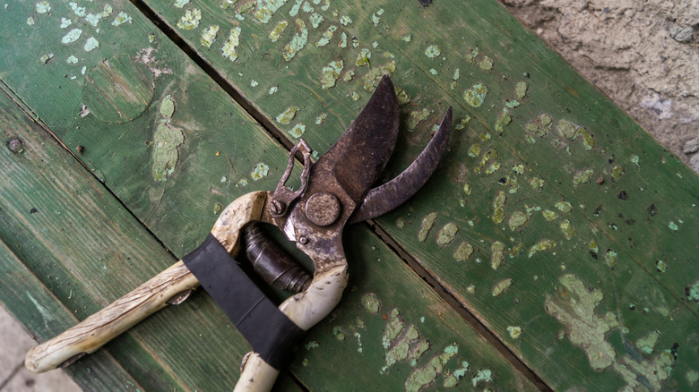 Rusty garden shears on a green table