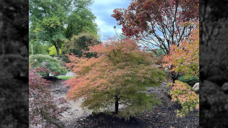 Baldsmith Japanese maple tree garden