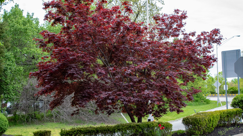 Bloodgood Japanese maple tree