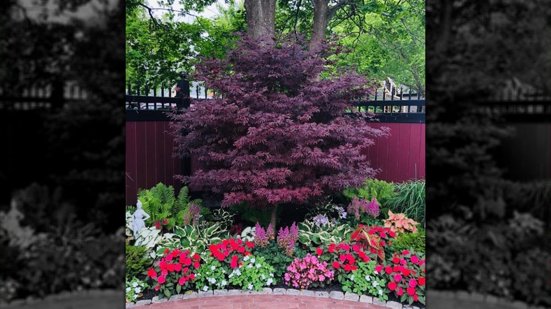 Emperor I Japanese maple garden