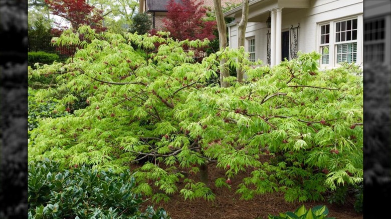 Green Cascade Japanese maple shrub