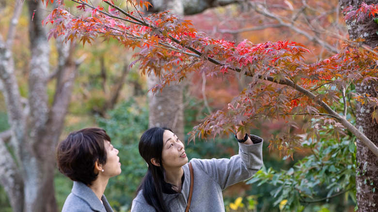 Two women Japanese maple tree