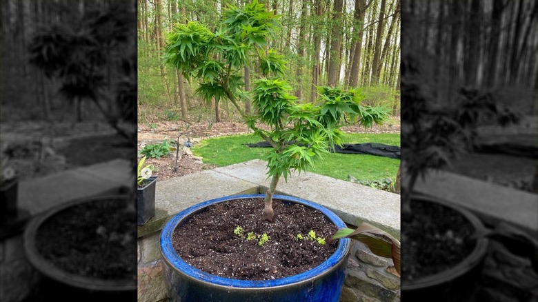 Potted dwarf Japanese maple tree