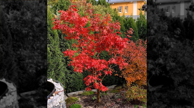 Osakazuki Japanese maple in garden