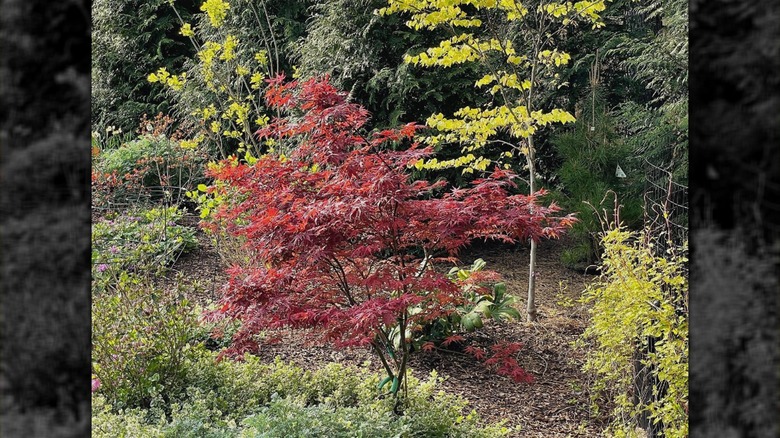 Young Purple Ghost maple tree