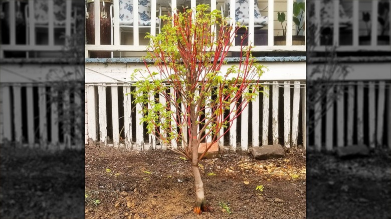 Coral Bark Japanese maple tree