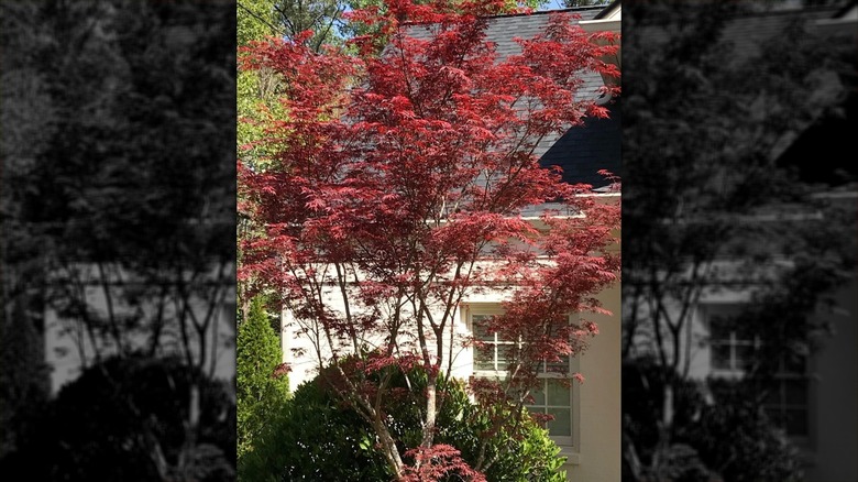 Sherwood Flame Japanese maple tree